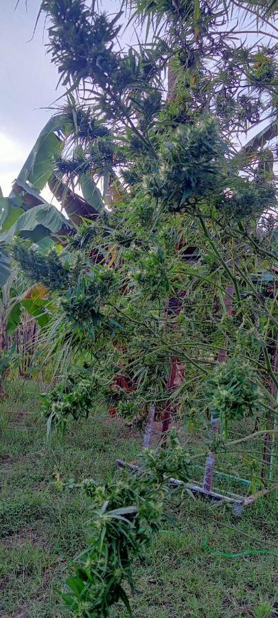Samoeng Fishing Park Home Stay Extérieur photo